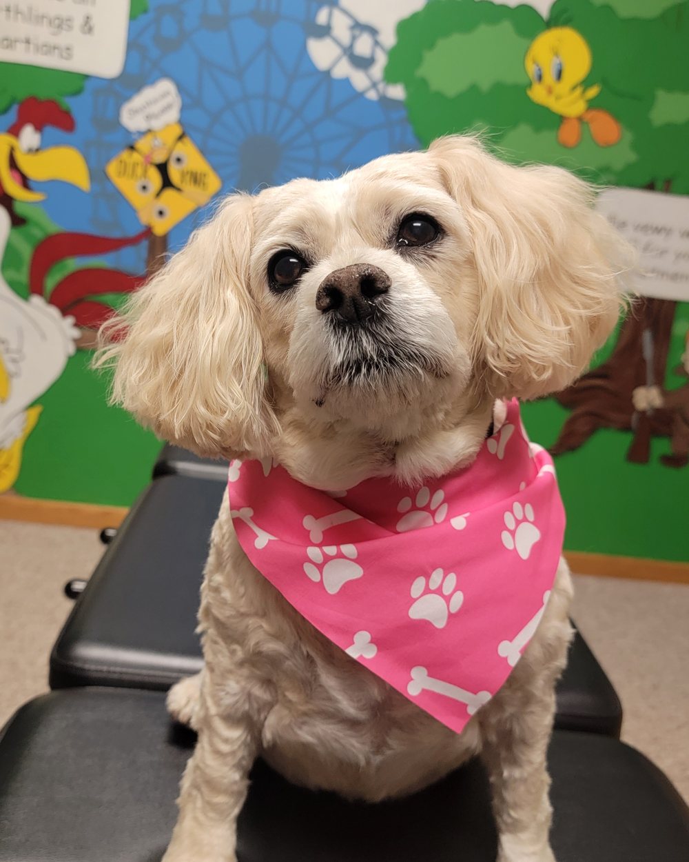 Lexi, our Ambassador to the Bashful